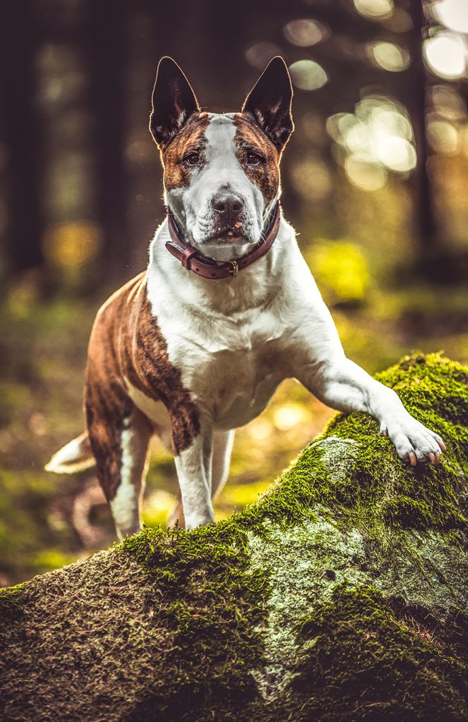 Hunde-Shooting von VG Photography