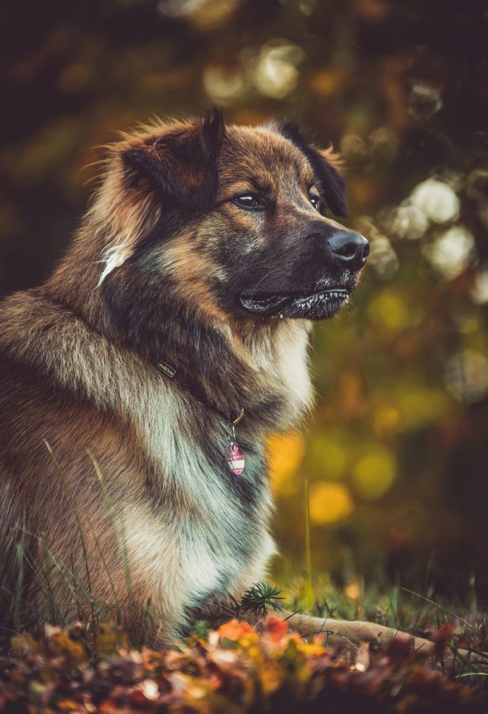 Hunde-Shooting von VG Photography