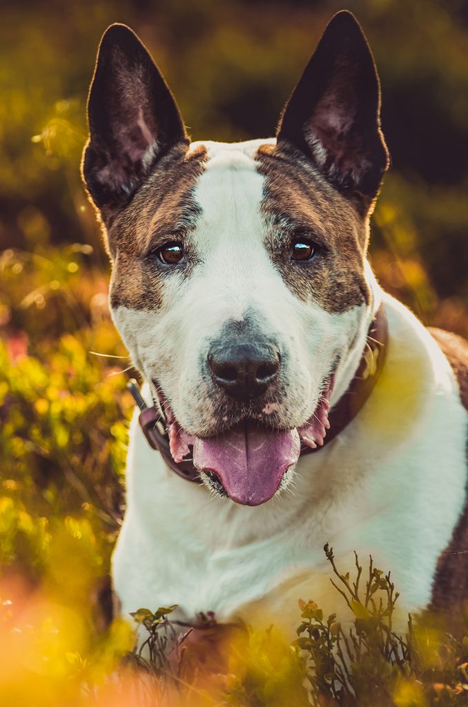 Hunde-Shooting von VG Photography