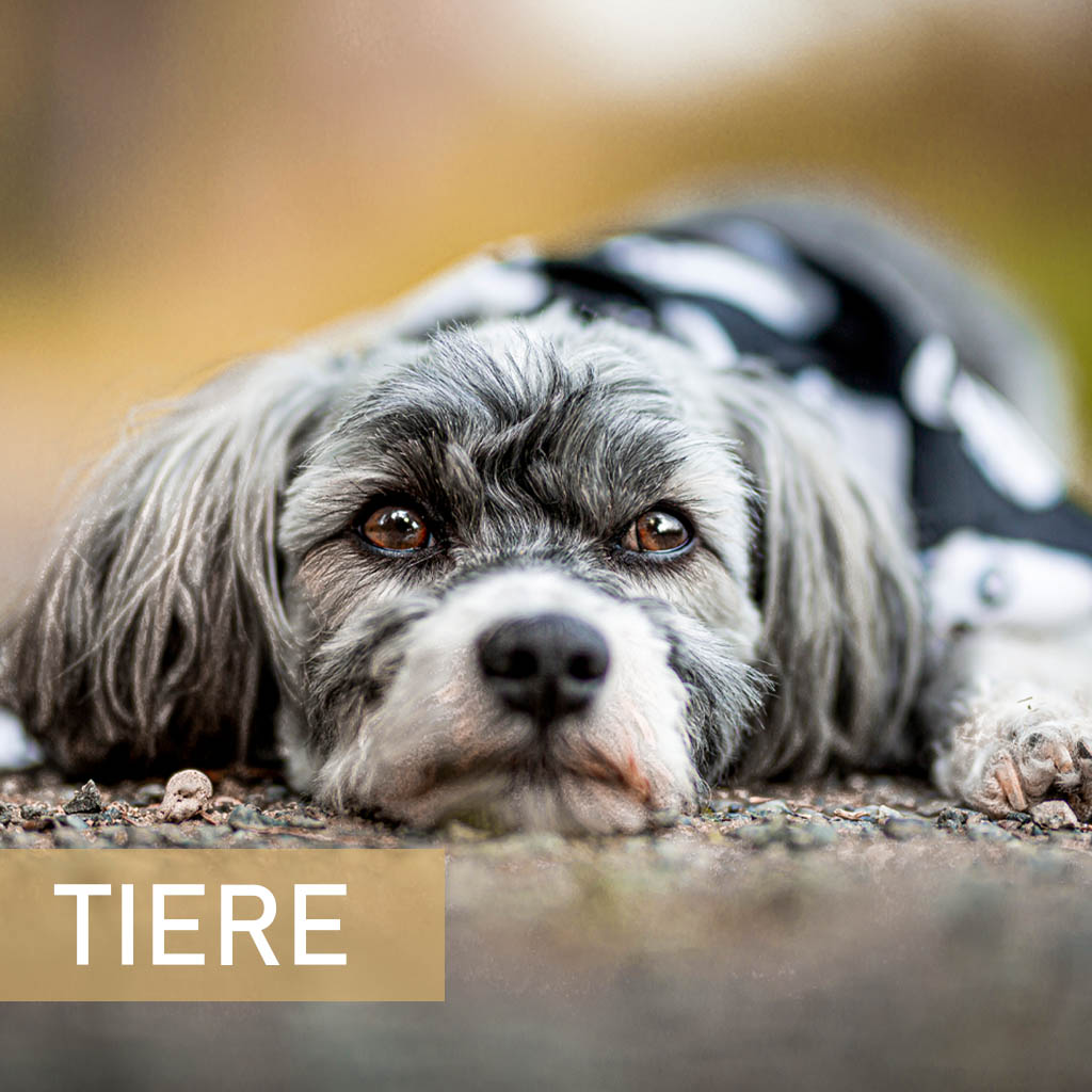 Tierportraits